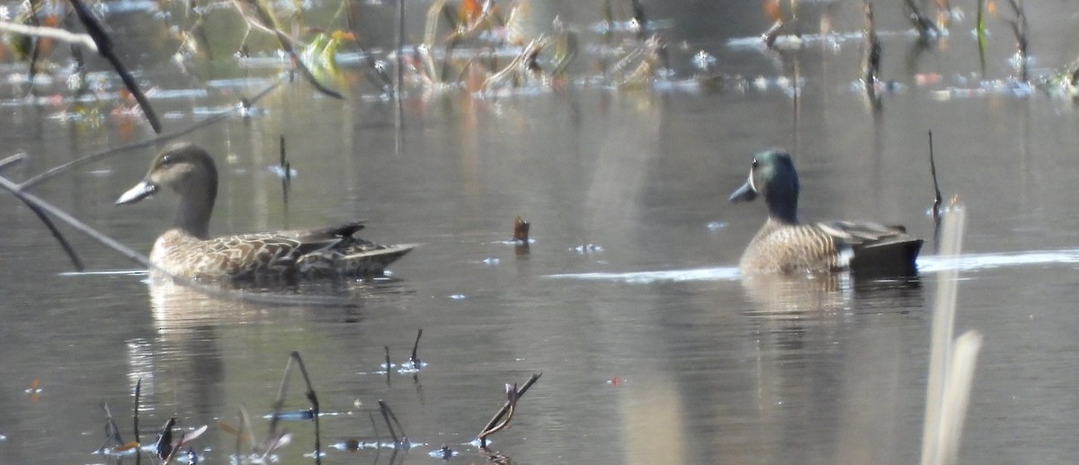 Blue-winged Teal - ML617532648