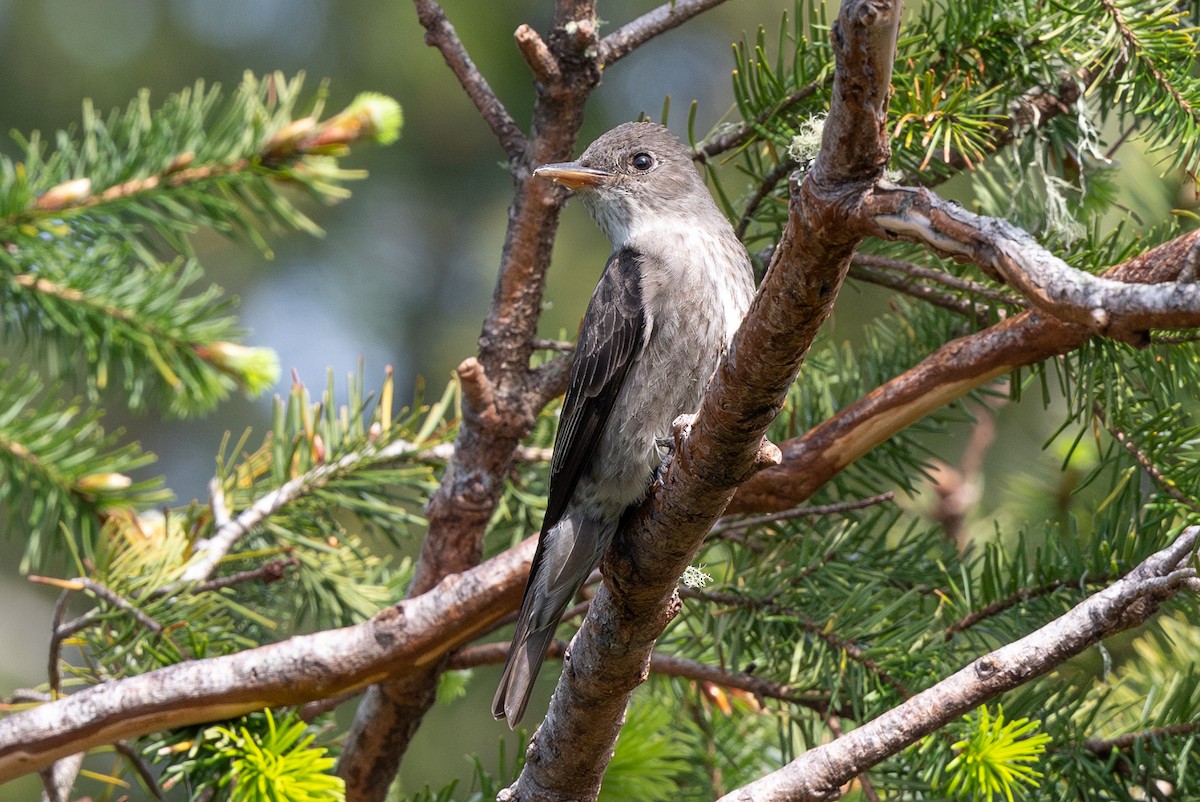 Olive-sided Flycatcher - ML617532662