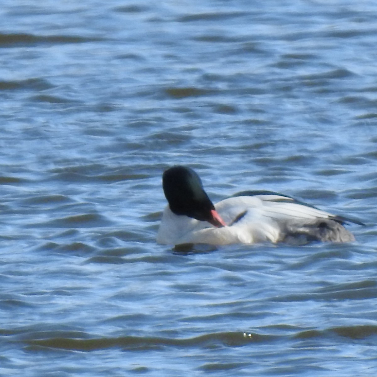 Common Merganser - ML617532685