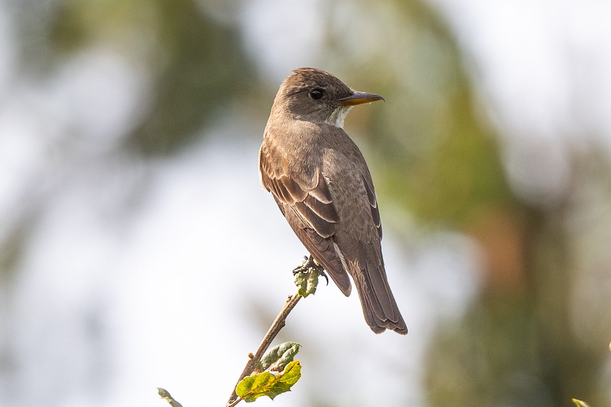 Olive-sided Flycatcher - ML617532686