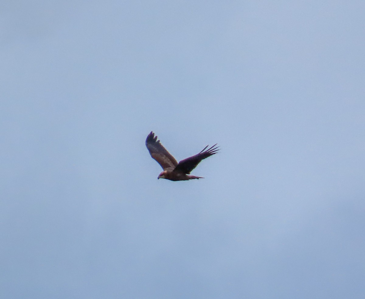 Western Marsh Harrier - ML617532692