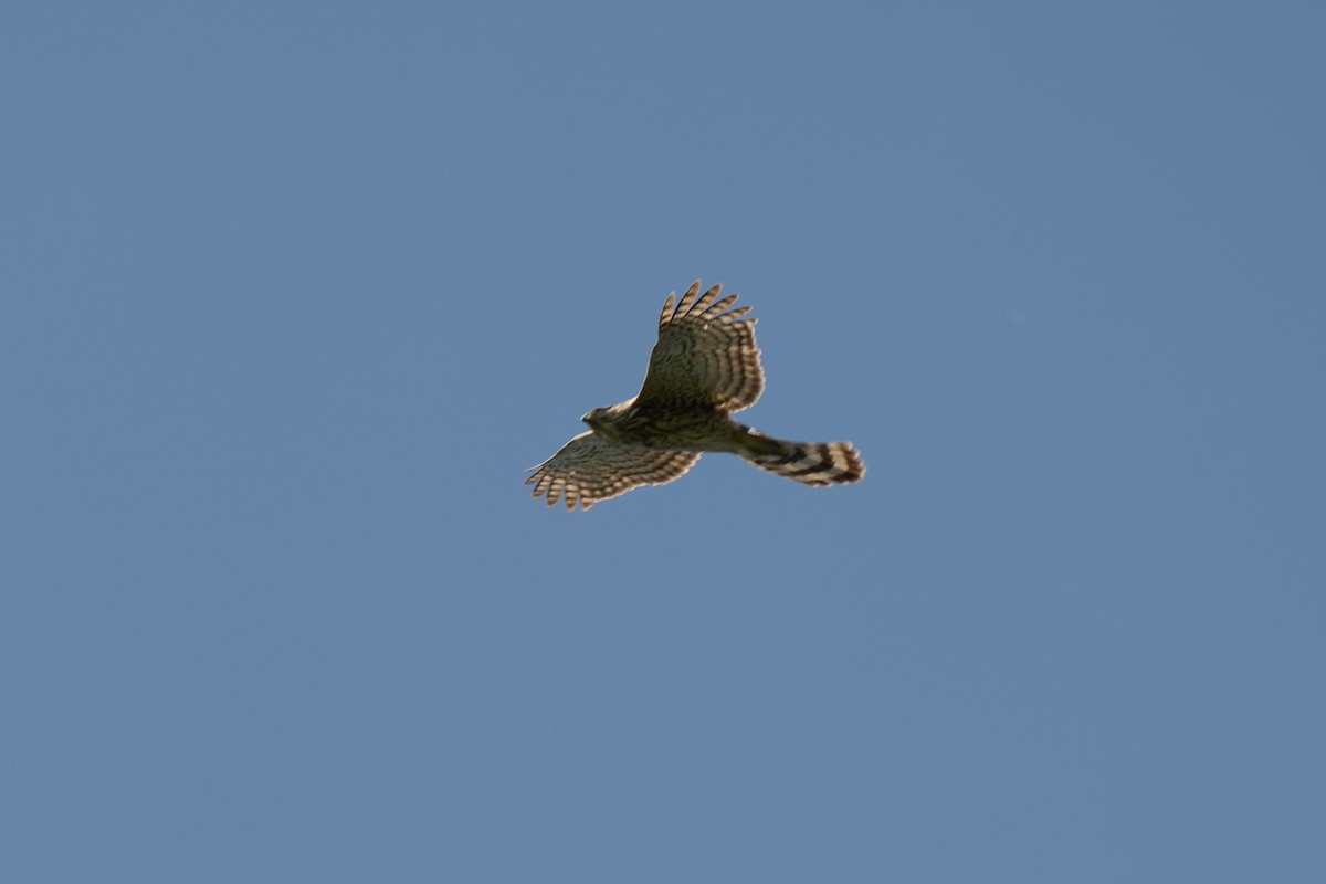 Cooper's Hawk - ML617532697