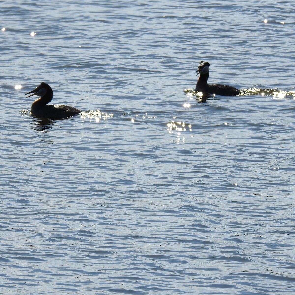 Red-necked Grebe - ML617532699