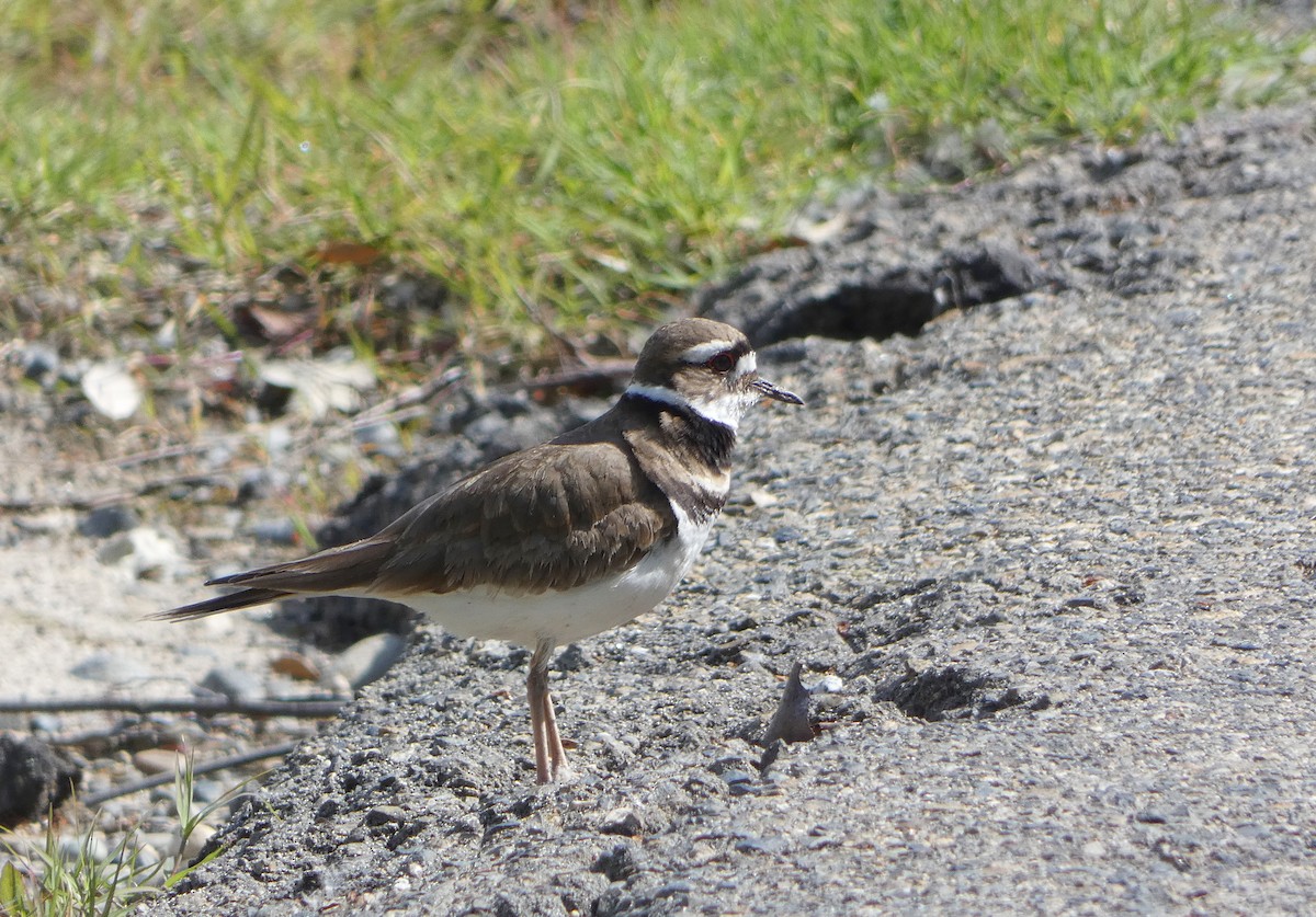 Killdeer - ML617532706