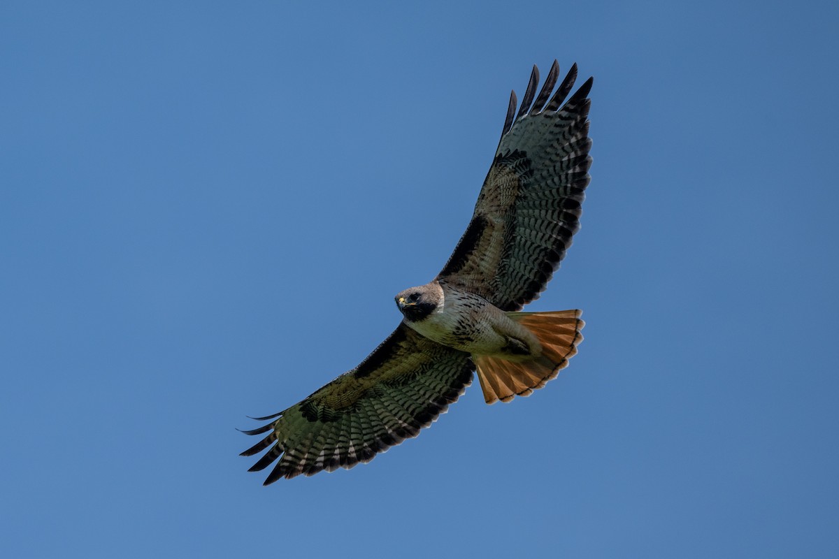 Red-tailed Hawk - ML617532707