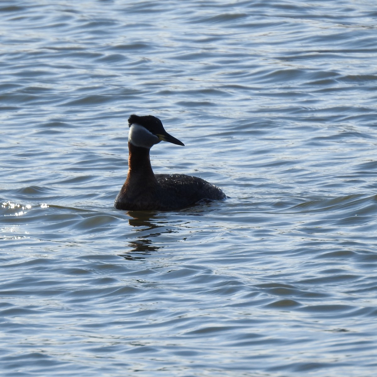 Red-necked Grebe - ML617532710