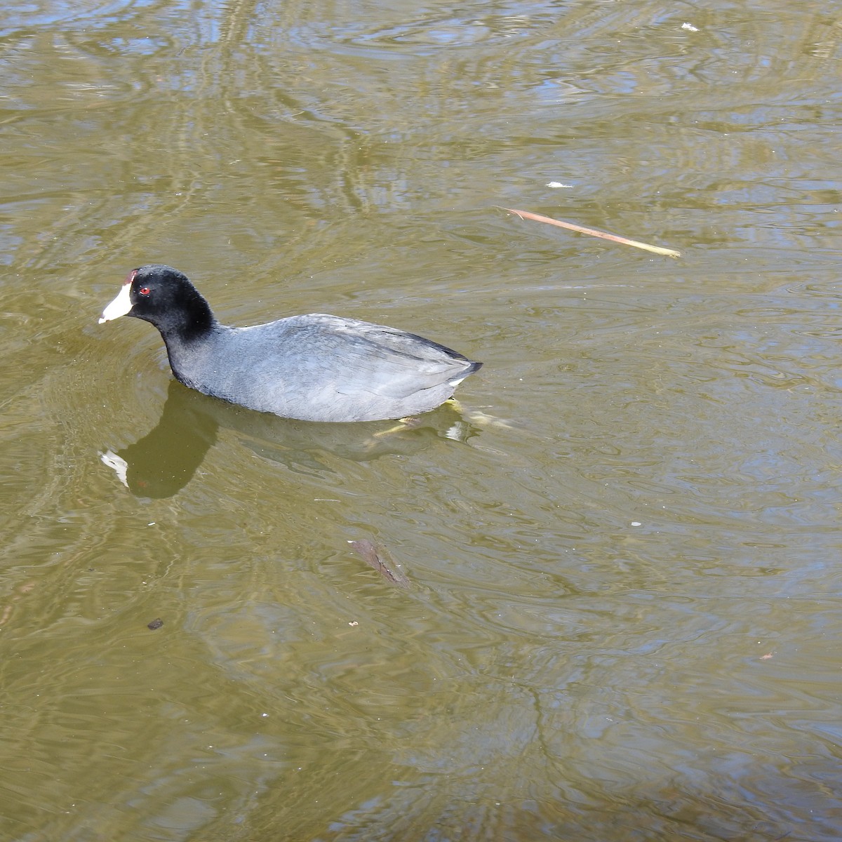 American Coot - ML617532724