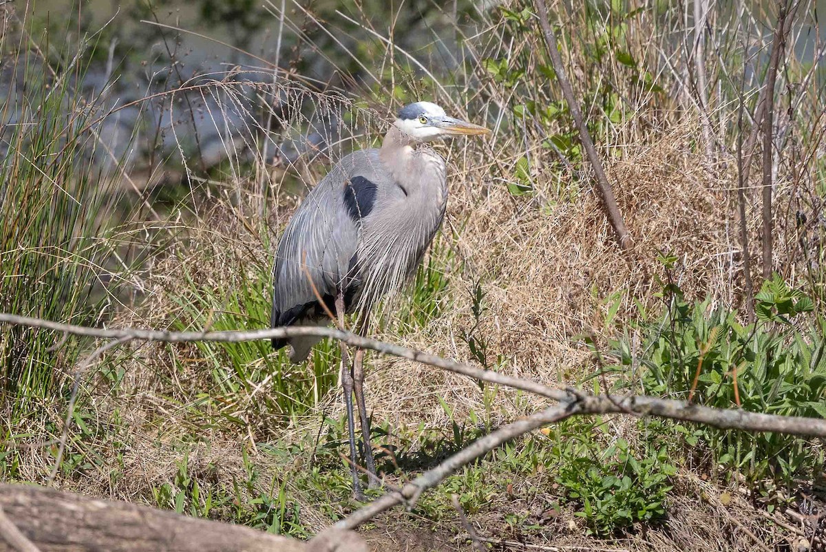 Great Blue Heron - Ann Van Sant