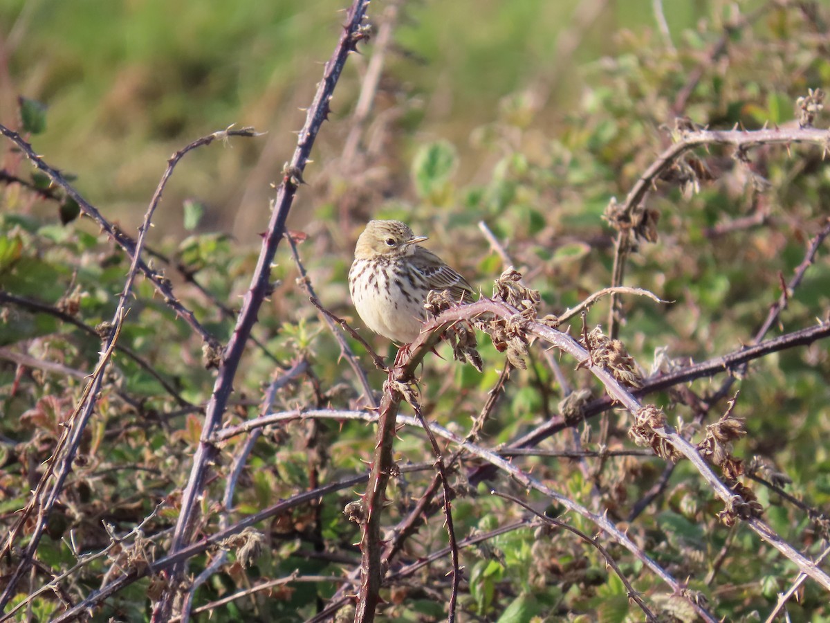 Meadow Pipit - Anu john