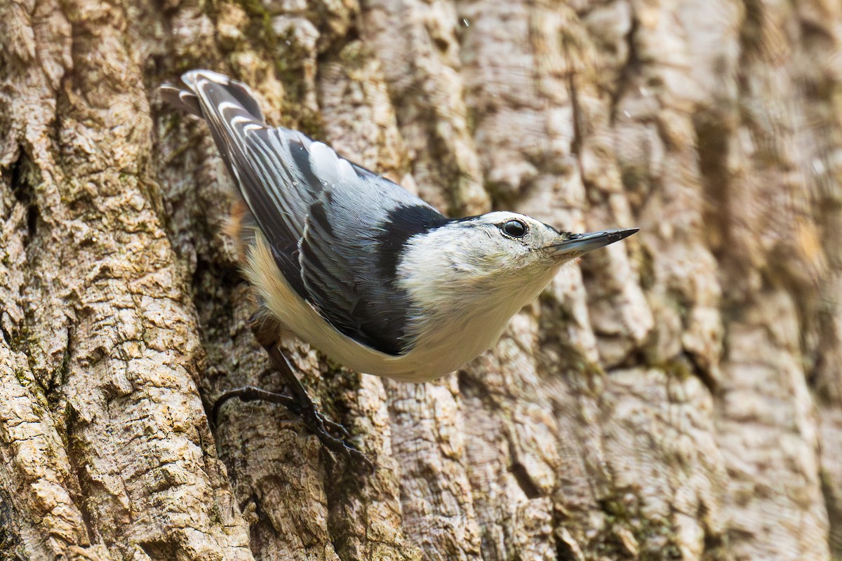 White-breasted Nuthatch - ML617532777