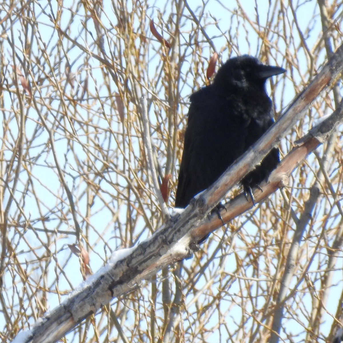 Common Raven - ML617532783