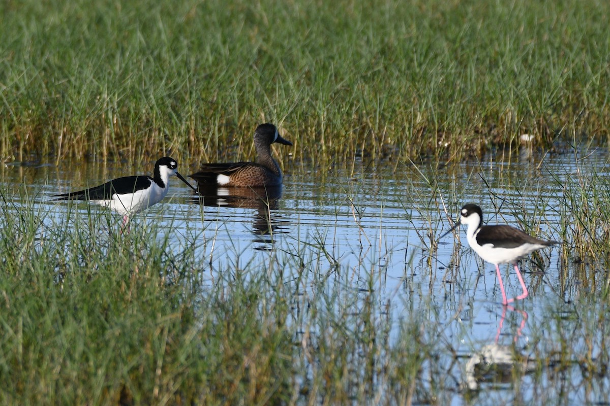 Black-necked Stilt - Patty & John Werth