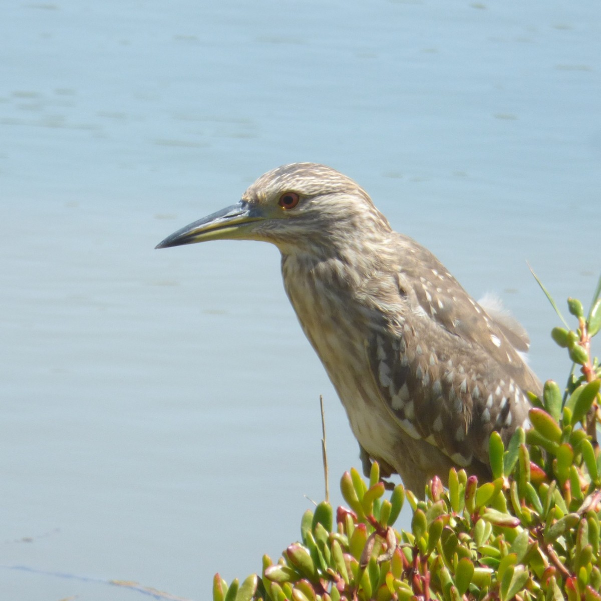 Black-crowned Night Heron - ML617532863