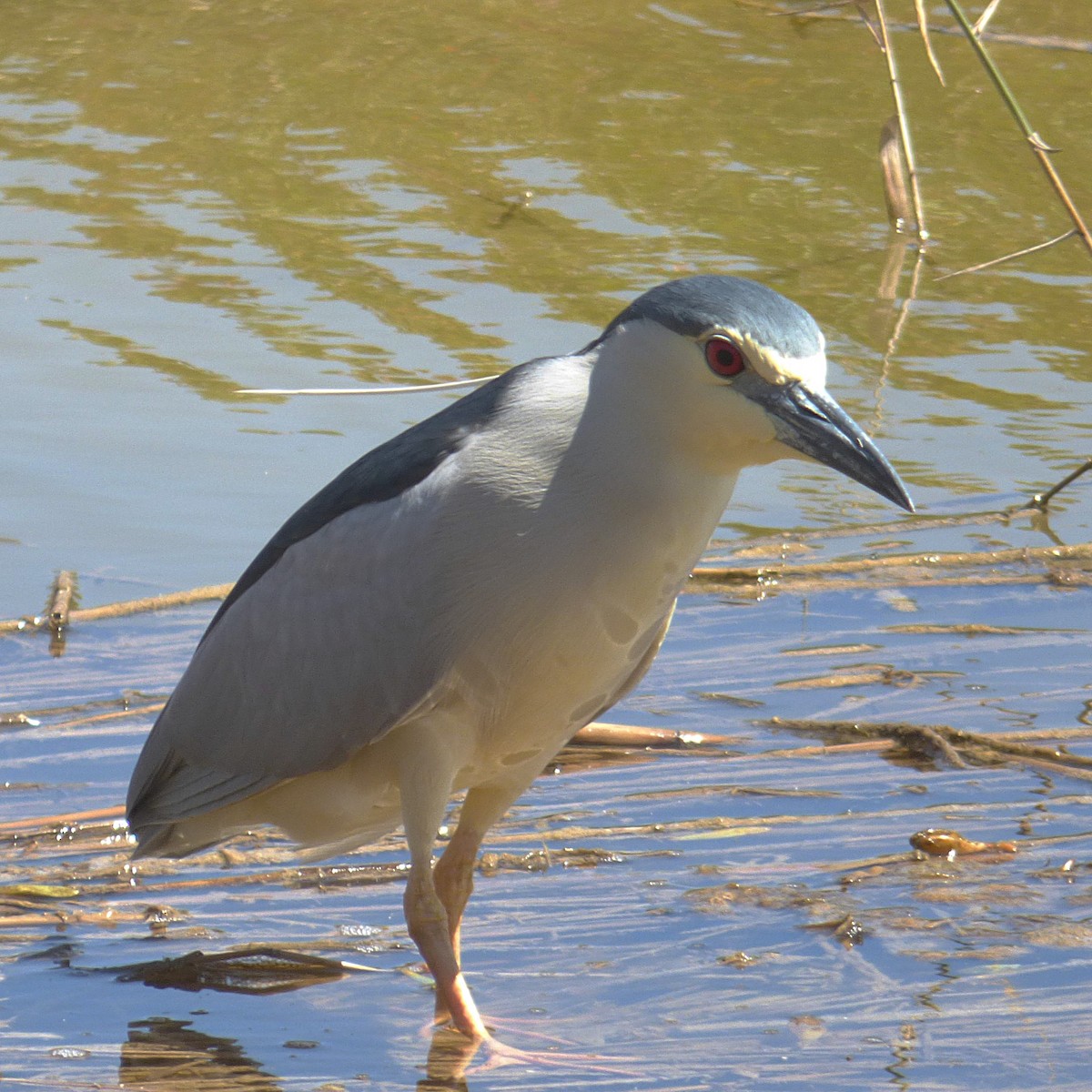 Black-crowned Night Heron - ML617532864