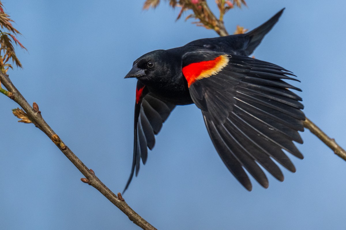 Red-winged Blackbird - Chuck Babbitt