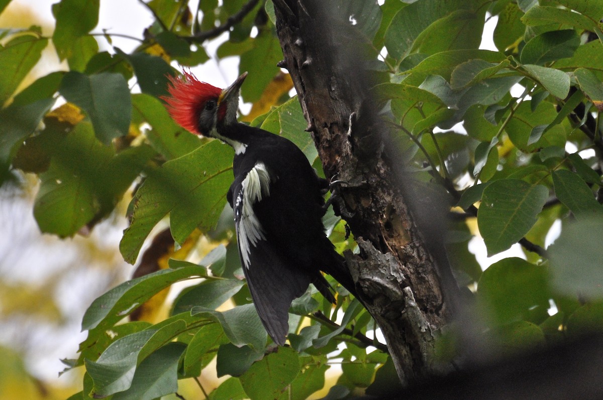 Black-bodied Woodpecker - Matt Conn