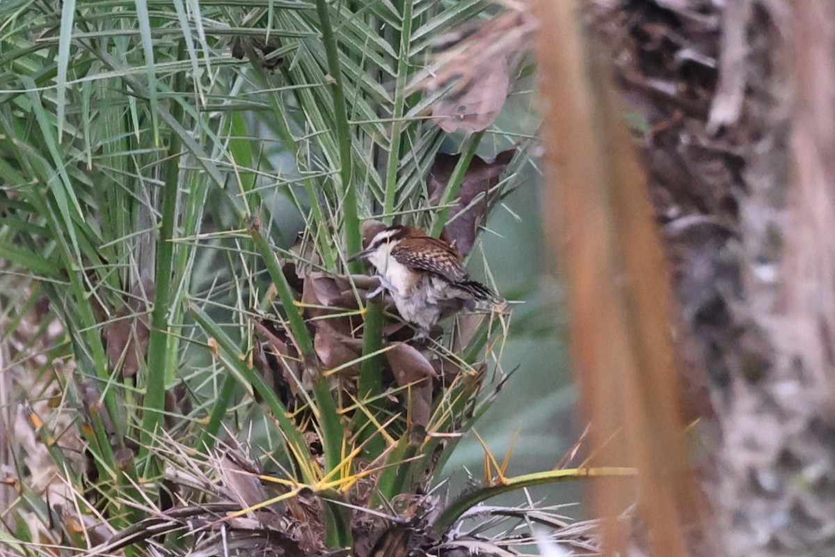 Rufous-naped Wren - ML617532963