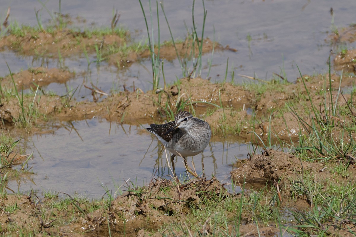 Bruchwasserläufer - ML617532989