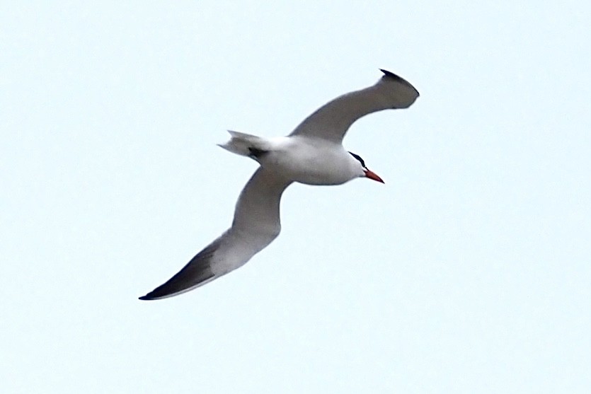 Caspian Tern - ML617532997