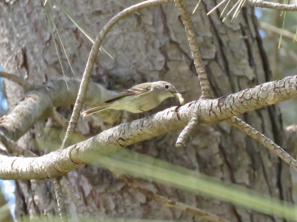 חטפית Empidonax בלתי-מזוהה - ML617533010