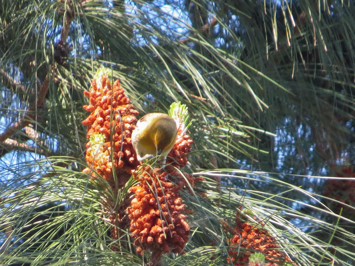 Bullock's Oriole - ML617533019