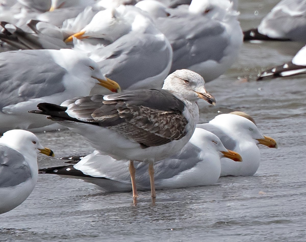 Lesser Black-backed Gull - ML617533039