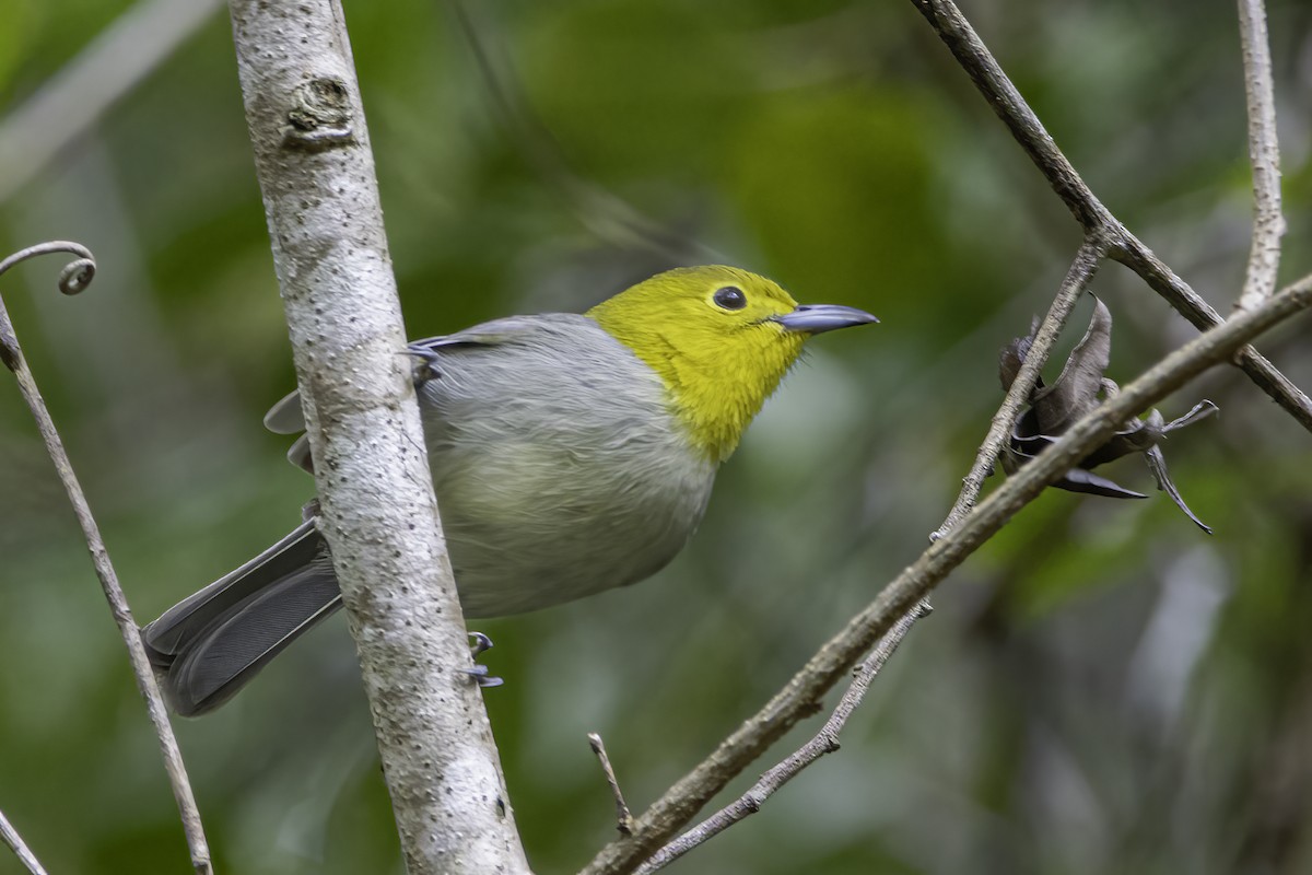 Yellow-headed Warbler - ML617533049