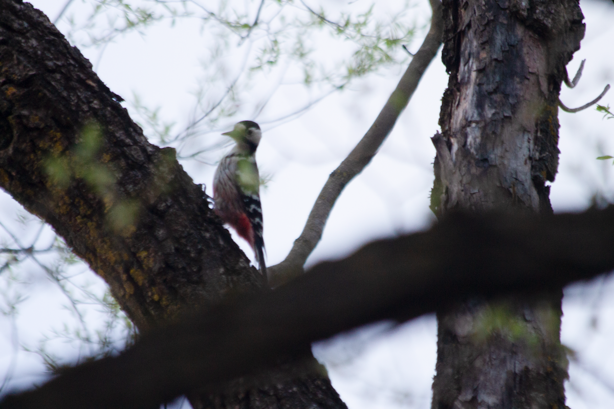 White-backed Woodpecker - ML617533057