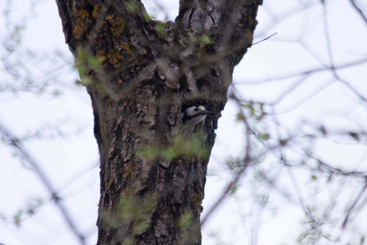 White-backed Woodpecker - ML617533070