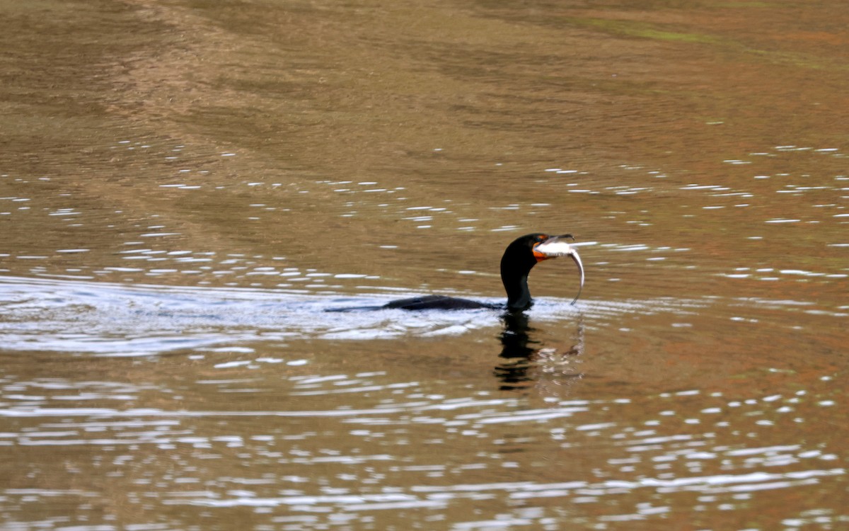 Double-crested Cormorant - ML617533081