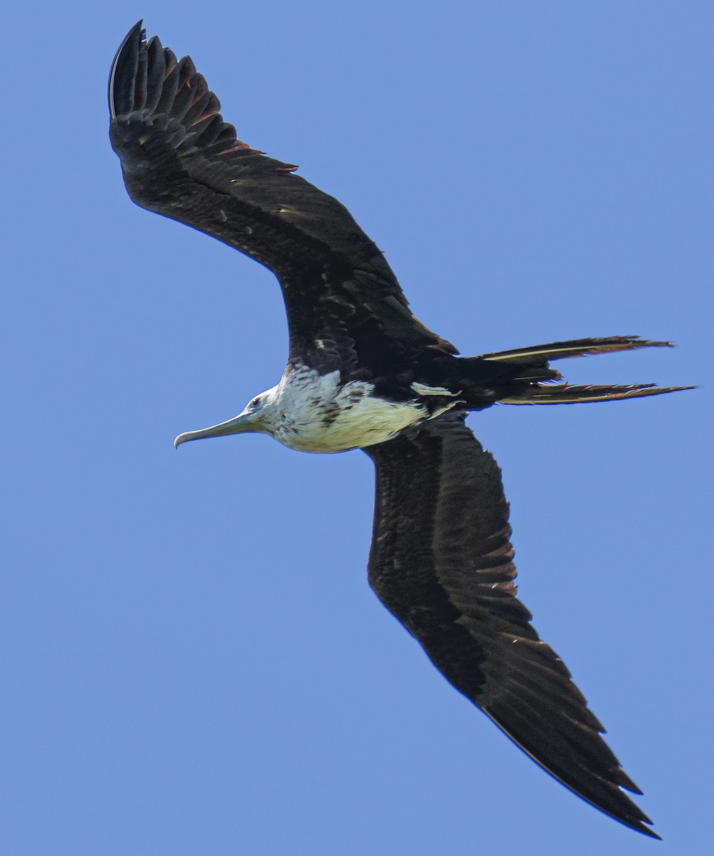 Magnificent Frigatebird - Janet Loveland