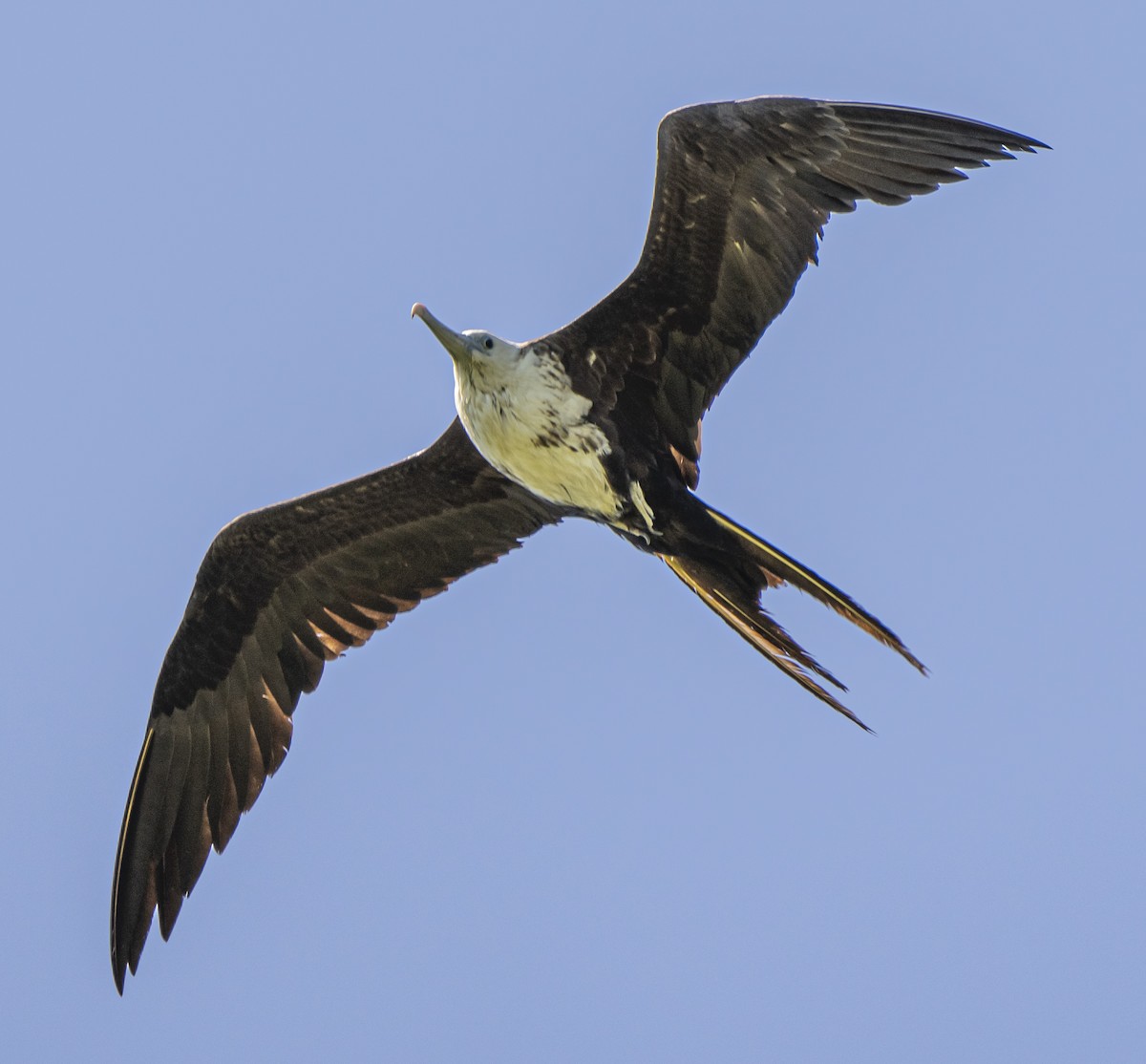 Magnificent Frigatebird - ML617533187