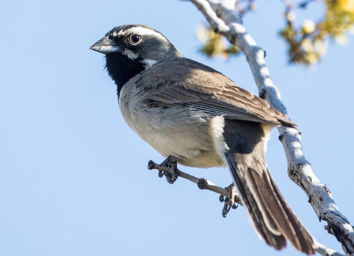 Black-throated Sparrow - ML617533189