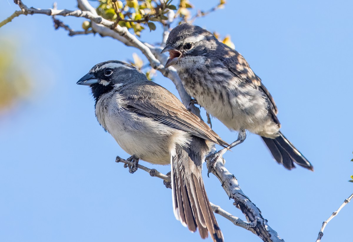 Black-throated Sparrow - ML617533190