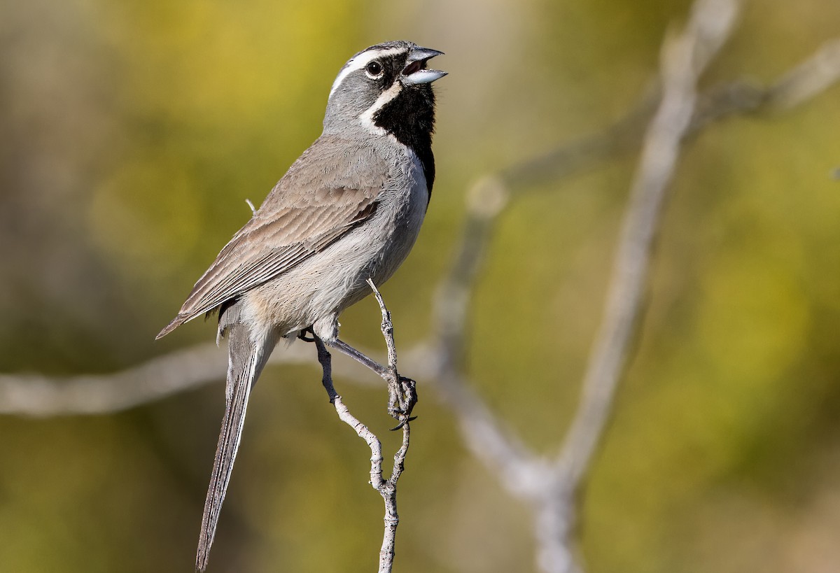 Black-throated Sparrow - ML617533197