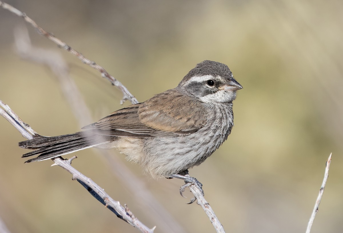 Black-throated Sparrow - ML617533201