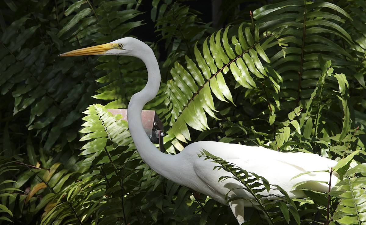 Great Egret - ML617533219