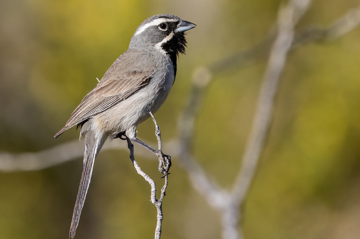 Black-throated Sparrow - ML617533227