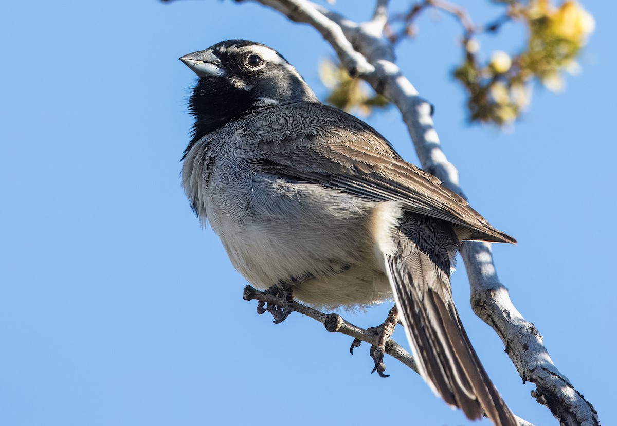 Black-throated Sparrow - Daniel Ward
