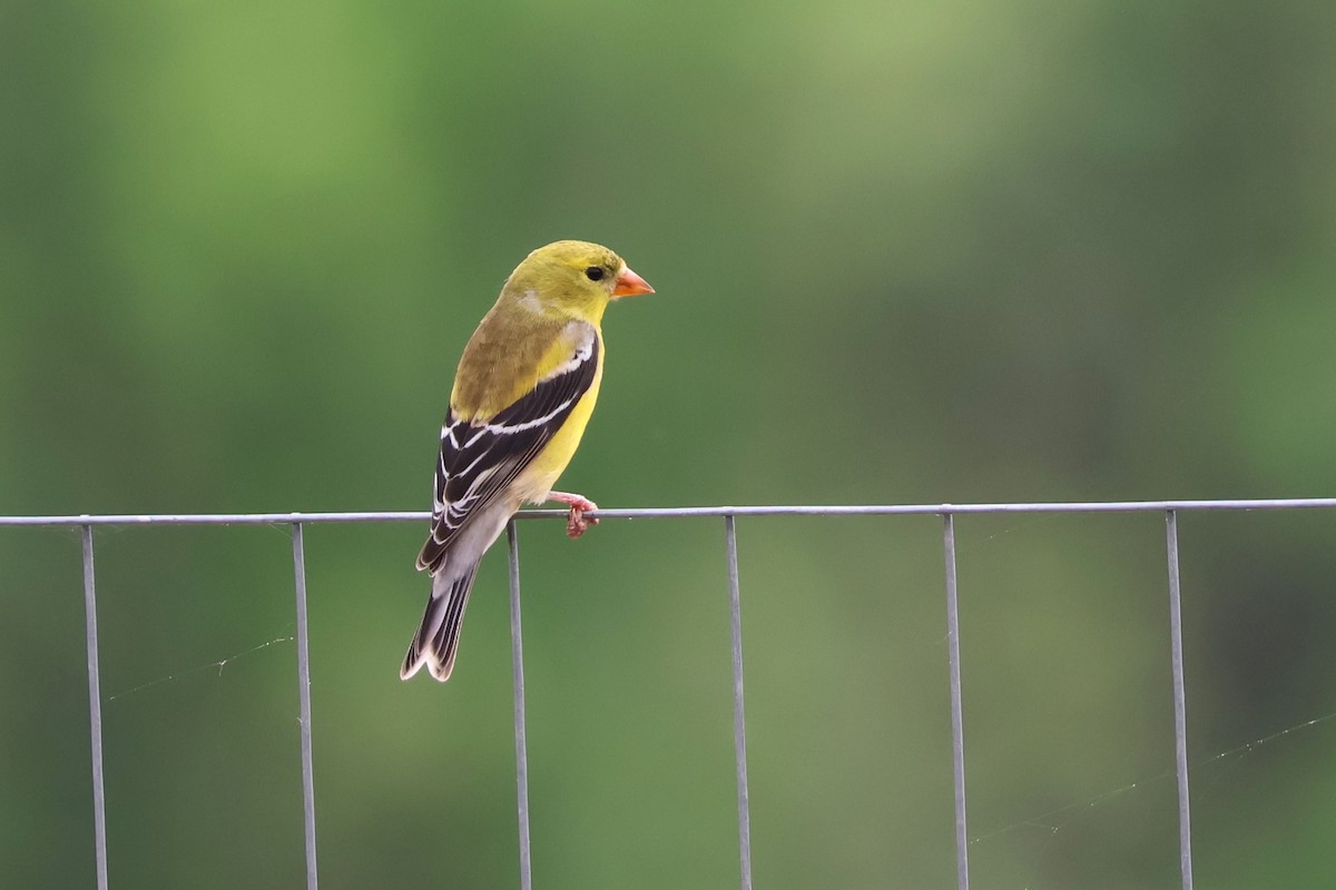 Chardonneret jaune - ML617533236