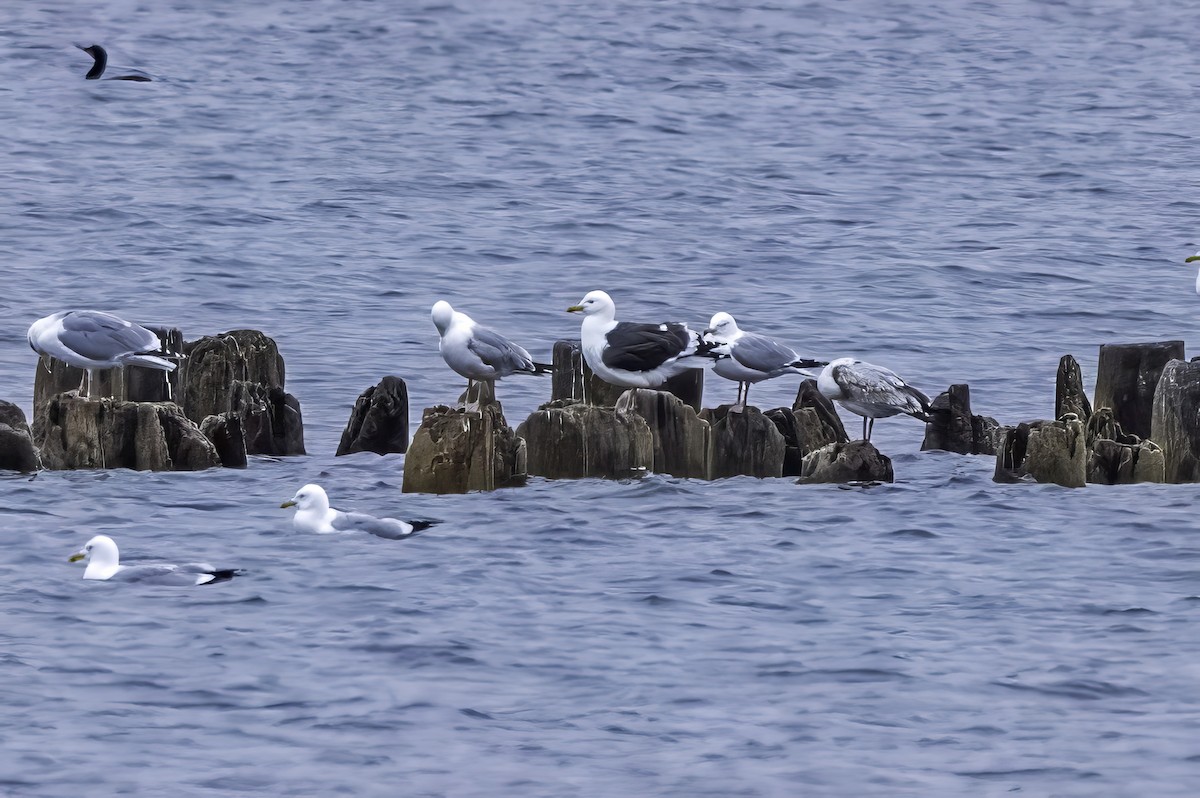 Slaty-backed Gull - Kathy Koenig