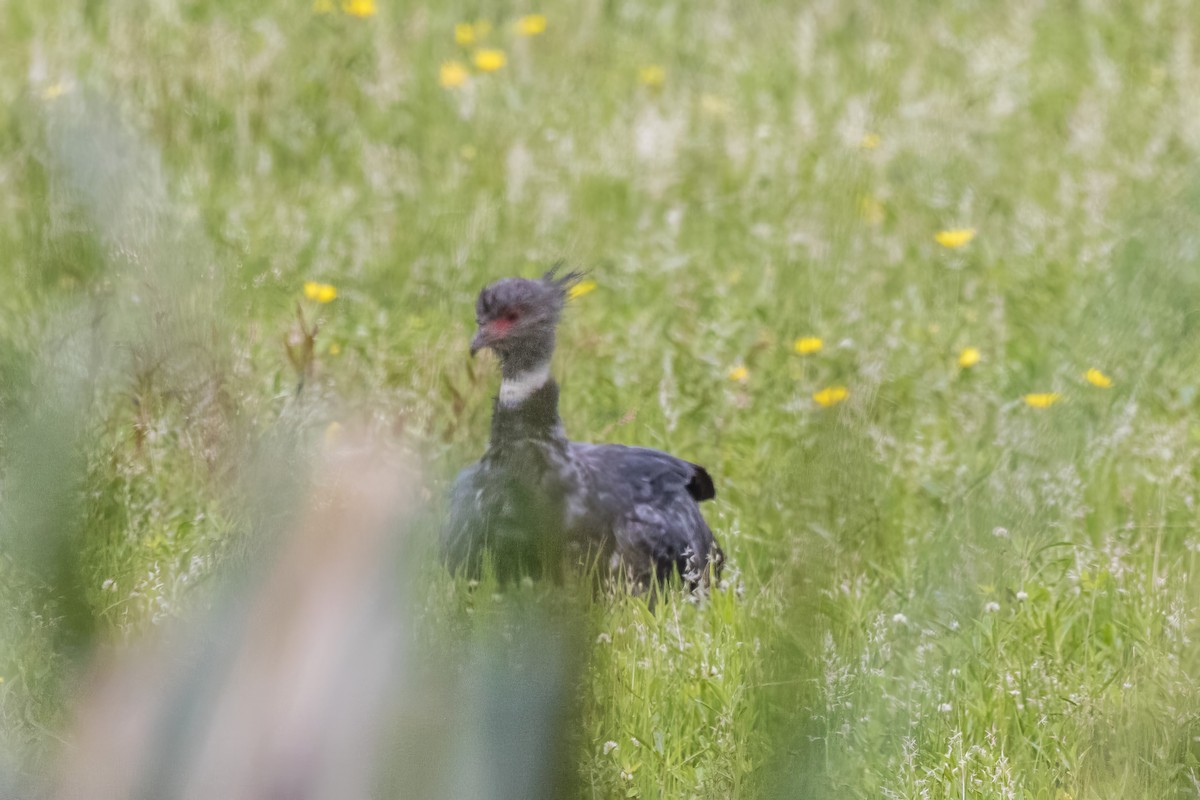 Southern Screamer - Jodi Boe