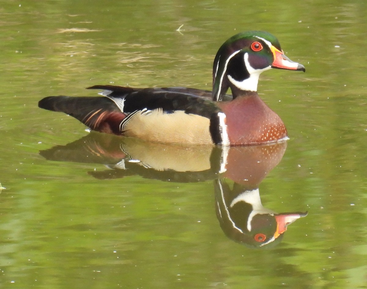 Wood Duck - Karen Carbiener