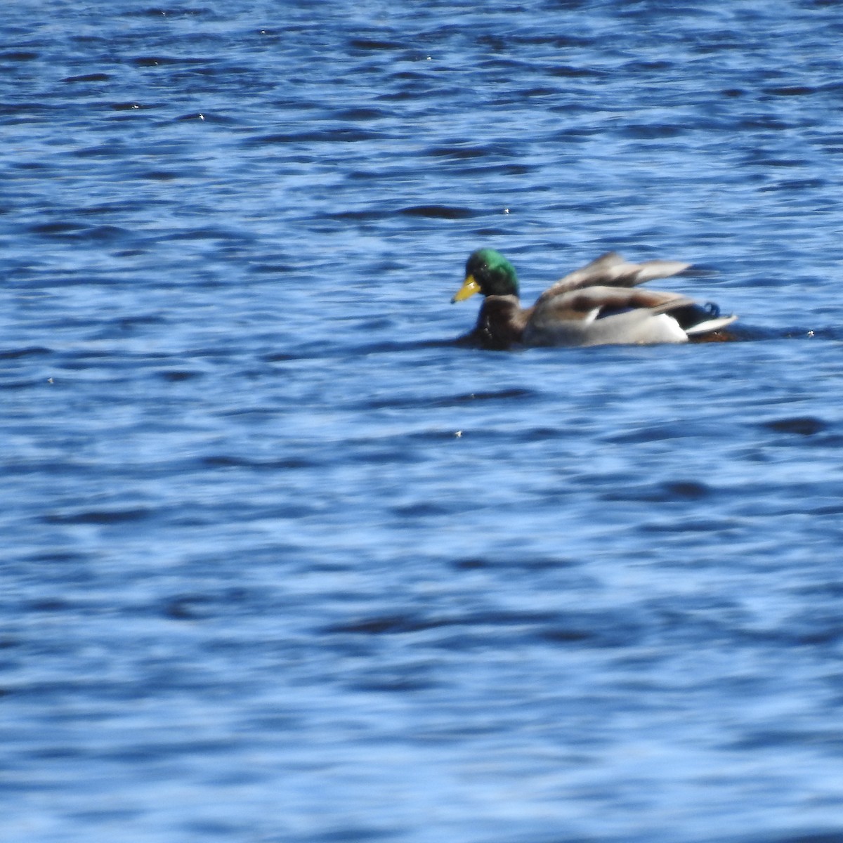 Mallard - ML617533308