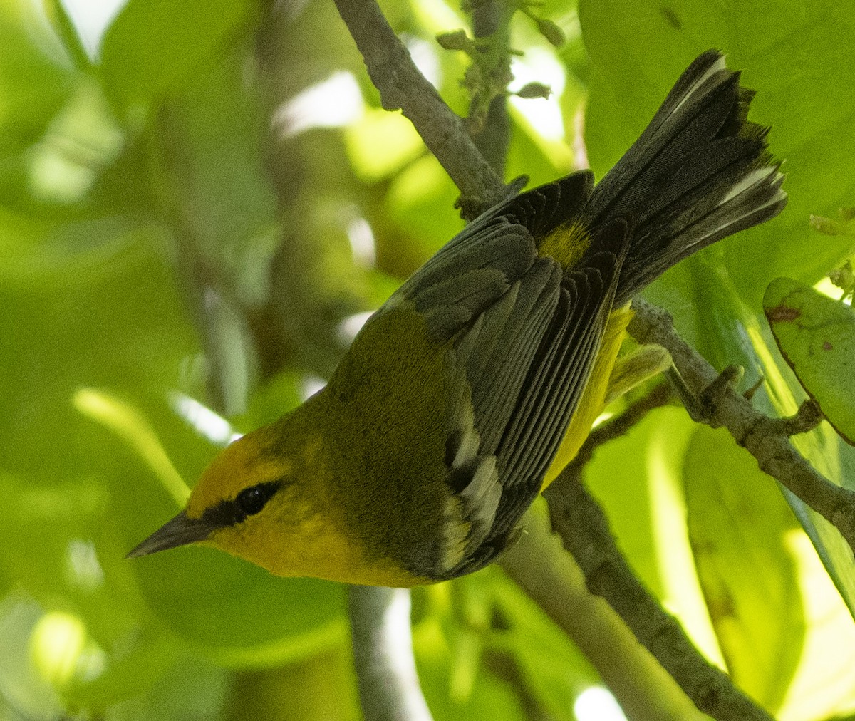 Blue-winged Warbler - ML617533328