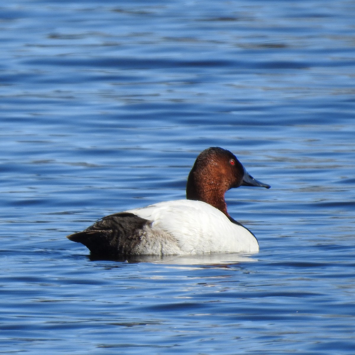 Canvasback - ML617533367