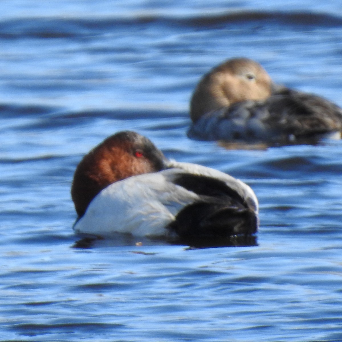 Canvasback - ML617533374