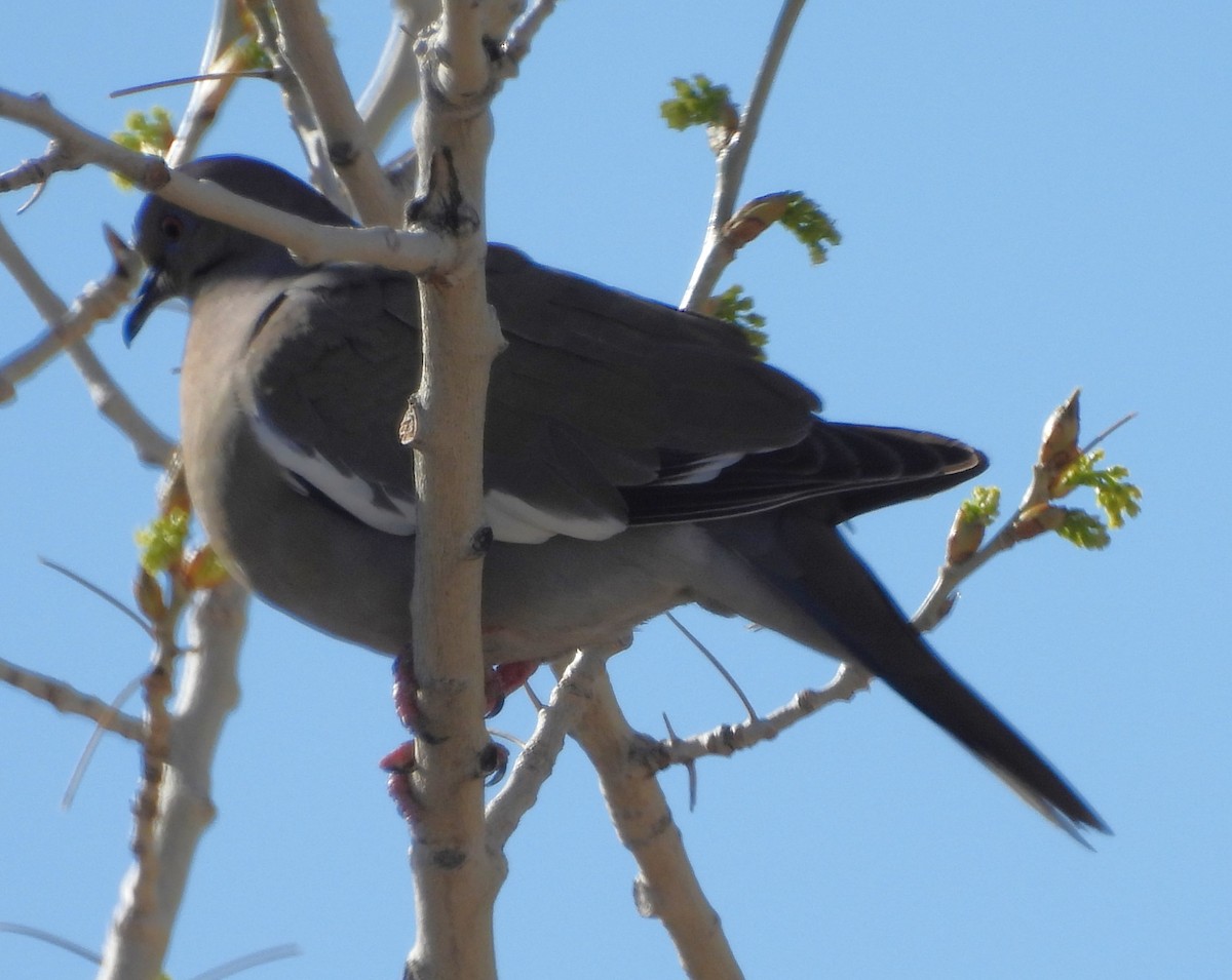 White-winged Dove - ML617533377