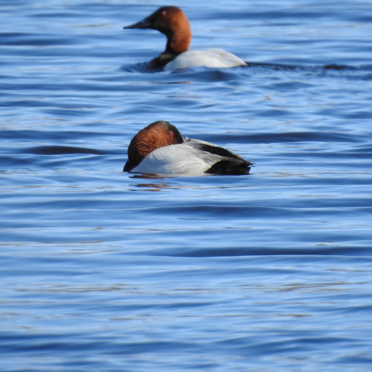 Canvasback - ML617533382