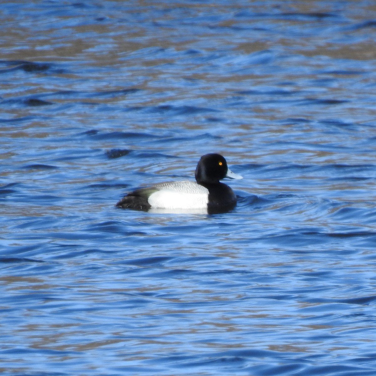 Lesser Scaup - ML617533391